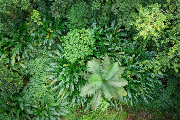 Jungle in St. Lucia