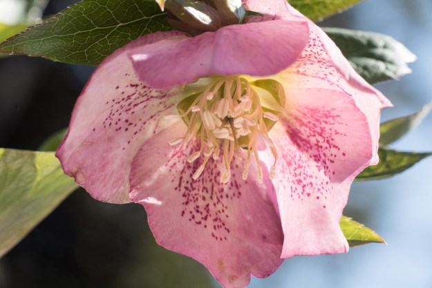A lenten rose in macro, lit from beneath with a kick light.