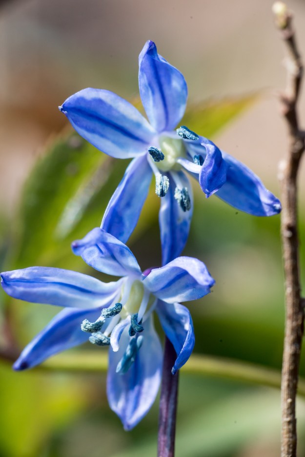 Scilla flowers in macro.
