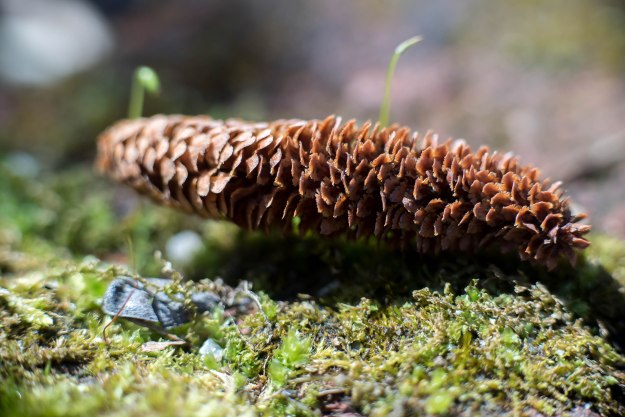 Moss and pine cone on a brick in macro.