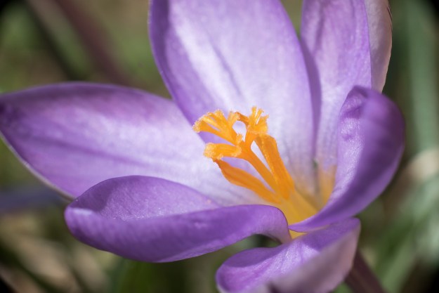 Crocus in macro.