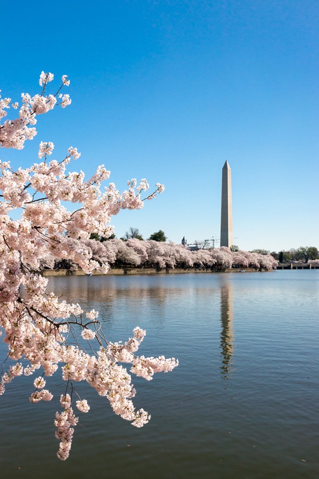 Cherry Blossom Festival in Washington DC. Taken on April 12, 2015.