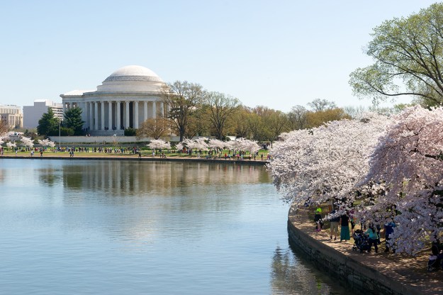 Cherry Blossom Festival in Washington DC. Taken on April 12, 2015.
