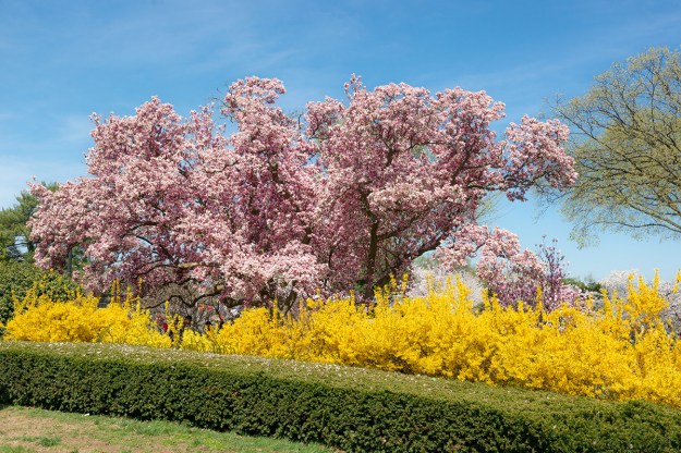 Cherry Blossom Festival in Washington DC. Taken on April 12, 2015.