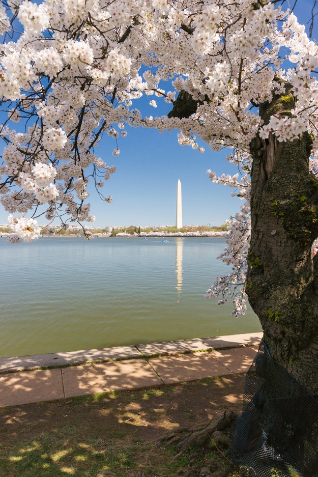 Cherry Blossom Festival in Washington DC. Taken on April 12, 2015.
