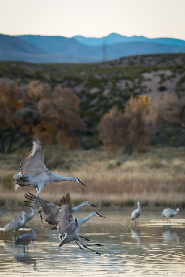 151120-festival-of-cranes-05727