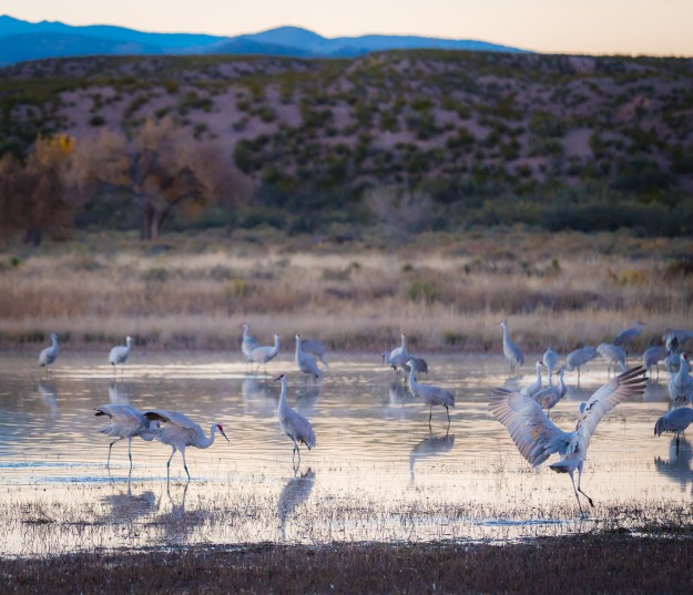 151120-festival-of-cranes-05735