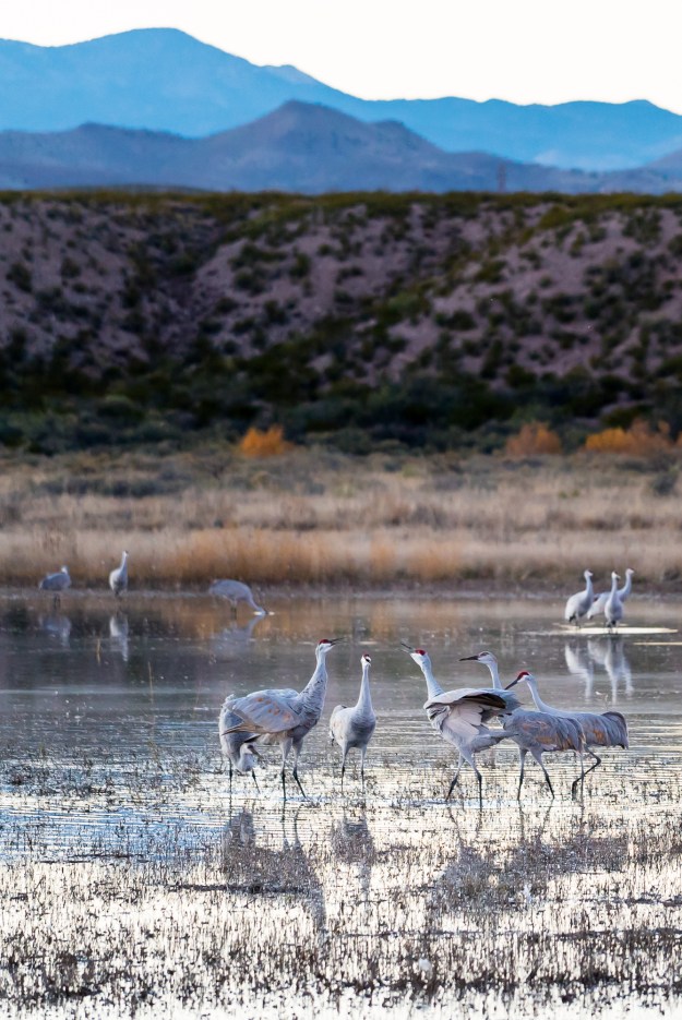 151120-festival-of-cranes-05791