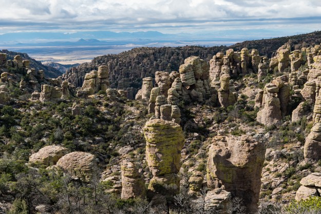 151126-chiricahua-07025