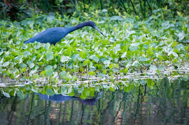 151221-bird-and-sunset-0476