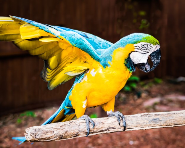 151222-sarasota-jungle-gardens-0550-edit-151222