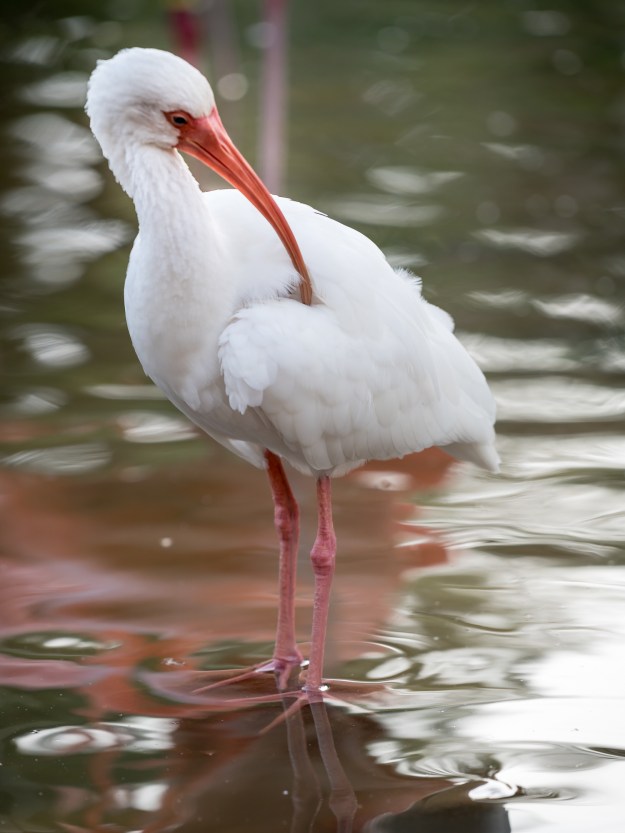 151222-sarasota-jungle-gardens-0814