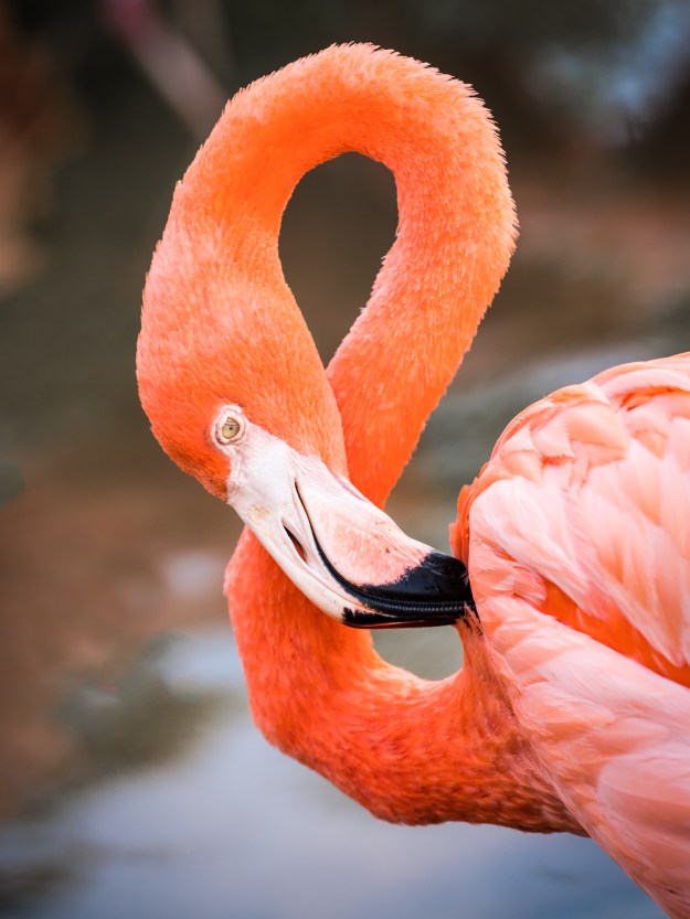 151222-sarasota-jungle-gardens-0828-edit-151222