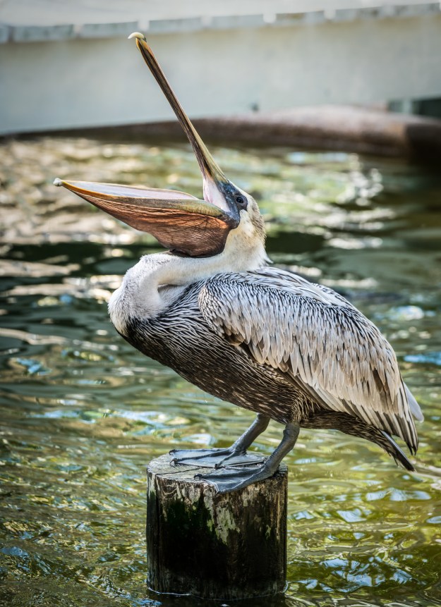 151229-peace-river-wildlife-1102-edit-151229