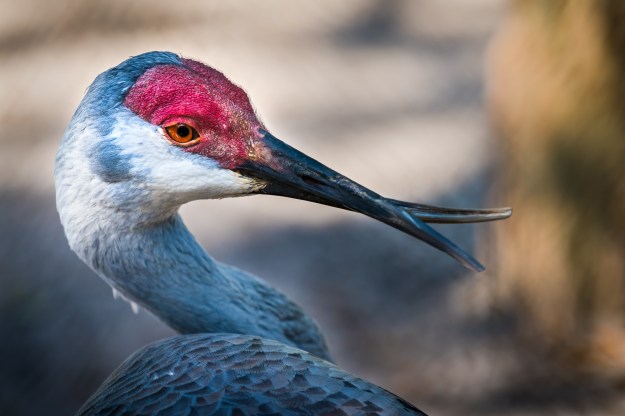 151229-peace-river-wildlife-1124