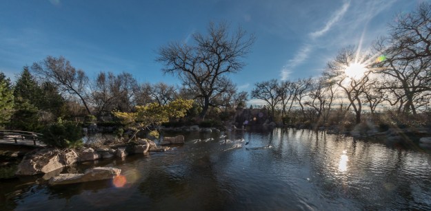 ABQ Biopark Japanese Garden wide angle, ducks taking flight