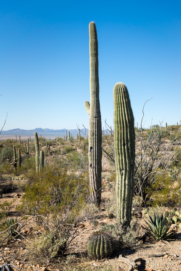 Saguaro trees in the desert